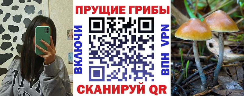 купить наркотик Северск мориарти как зайти Галлюциногенные грибы Cubensis